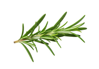 Fototapeta premium A single sprig of fresh green rosemary isolated on a herb spice