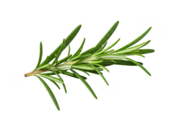 A single sprig of fresh green rosemary isolated on a herb spice