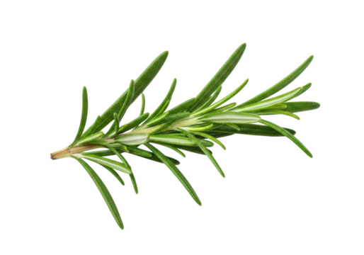 A single sprig of fresh green rosemary isolated on a herb spice