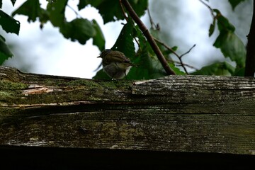 young bird © Justyna