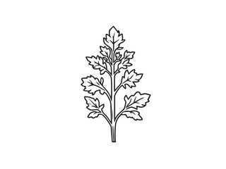 Obraz premium dusty miller flower line art