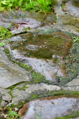 mokry kamień