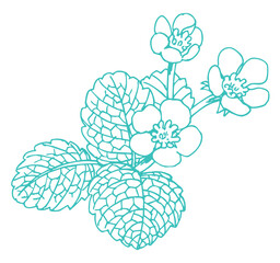 いちごな花のスケッチ素材。ベクターイラスト素材。