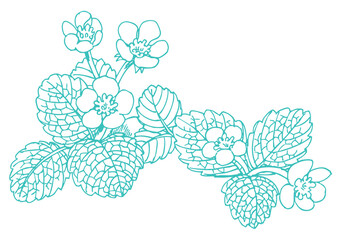 いちごな花のスケッチ素材。ベクターイラスト素材。