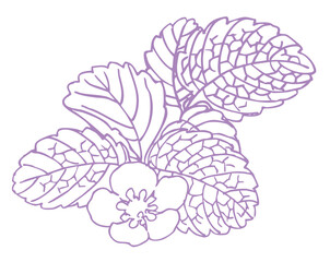 いちごの花のスケッチ素材。ベクターイラスト素材。