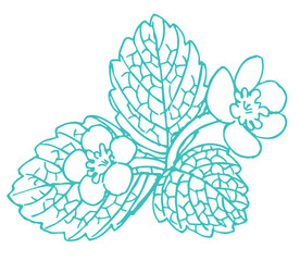 いちごの花のスケッチ素材。ベクターイラスト素材。