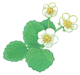 いちごの花のスケッチ素材。ベクターイラスト素材。