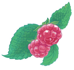ラズベリーのスケッチ素材。ベクターイラスト素材。