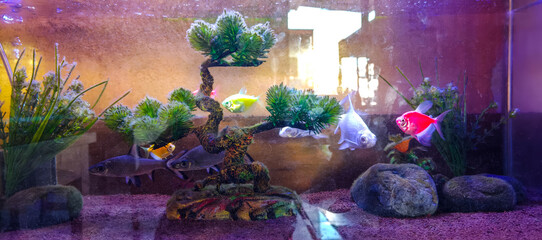 fish in aquarium
