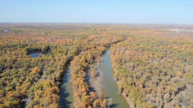 Drone view of golden populus euphratica forest in Gobi desert on sunny autumn day in Tarim Poplar Forest park, Taklamakan Desert, Xinjiang, China, 4k real time high angle view footage, travel concept.