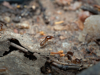 Termites are looking for food on the ground.The insects that damage the house.