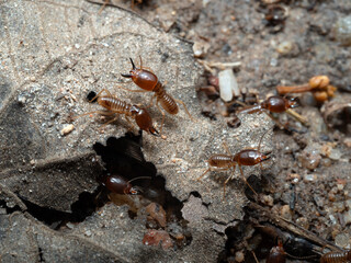 Termites are looking for food on the ground.The insects that damage the house.