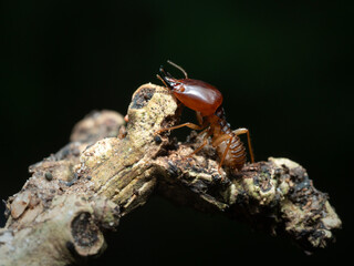 Termites are looking for food on the ground.The insects that damage the house.