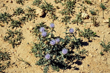 Sécheresse. Fleurs sauvages bleues sur un terrain desséché.