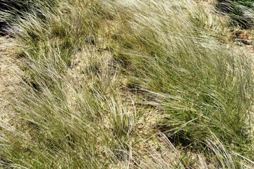 Herbes sauvages agitées par le vent.