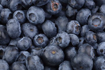 Large blueberries close-up. Healthy eating concept.