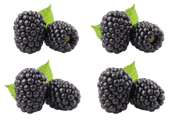 Four pairs of ripe blackberries with green leaves on a blackberry fruit