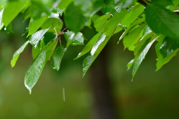 mokre liście © Justyna