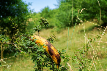 Photograph of a yellow and brown banana resting on a bush, surrounded by lush green foliage and tall grasses in a sunlit, rural field.