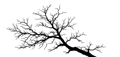 Obraz premium Intricate silhouette of a tree branch against a pure white background, isolated, flora