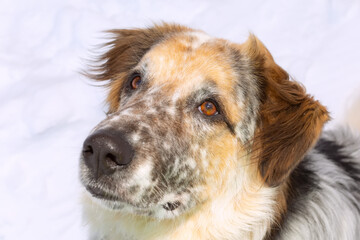 Big dog face portrait, close-up