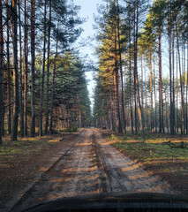 Obraz premium Dirt road in pine forest. Diminishing perspective of a road through pine woodland at sunset.