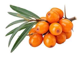 Macro photograph of vibrant orange sea buckthorn berries on a branch with green leaves fruit