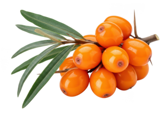 Macro photograph of vibrant orange sea buckthorn berries on a branch with green leaves fruit