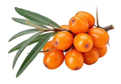 Macro photograph of vibrant orange sea buckthorn berries on a branch with green leaves fruit