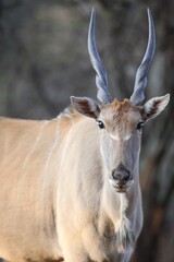 Eland