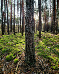 A close-up of a pine tree trunk in a sunlit forest. Tall trees cast long shadows at the...