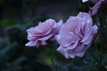 花の女王