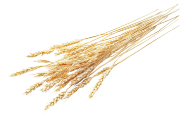Bunch of ripe golden wheat stalks isolated on transparent background. Golden wheat ears in a sunlit field during harvest season showcasing nature's bounty on white background.