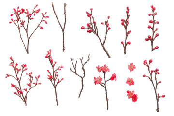 Collection of delicate red cherry blossom branches with buds isolated on transparent background. Collection of delicate red cherry blossom branches isolated on white background.