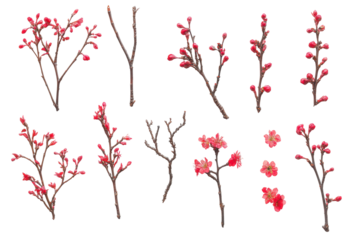 Collection of delicate red cherry blossom branches with buds isolated on transparent background. Collection of delicate red cherry blossom branches isolated on white background.