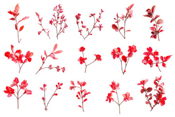 Collection of delicate red cherry blossom branches with buds isolated on transparent background. Collection of delicate red cherry blossom branches isolated on white background.