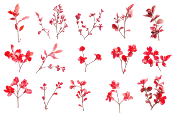 Collection of delicate red cherry blossom branches with buds isolated on transparent background. Collection of delicate red cherry blossom branches isolated on white background.