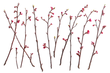 Collection of delicate red cherry blossom branches with buds isolated on transparent background. Collection of delicate red cherry blossom branches isolated on white background.