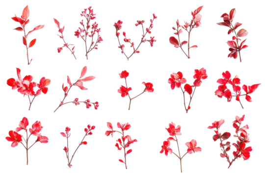 Collection of delicate red cherry blossom branches with buds isolated on transparent background. Collection of delicate red cherry blossom branches isolated on white background.