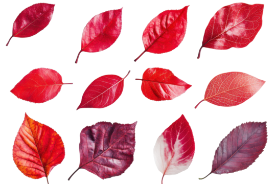 Collection of various red and orange autumn leaves isolated on transparent background. Collection of vibrant red leaves isolated on white background.