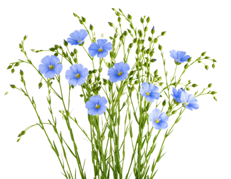 Flax Plant Stems with Blue Flowers, Isolated on Transparent Background