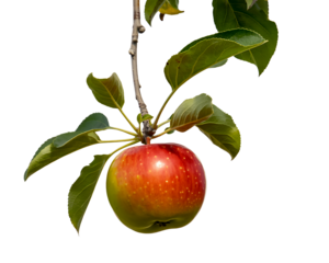 A single ripe red apple with a leaf hangs from a branch, isolated on a transparent background
