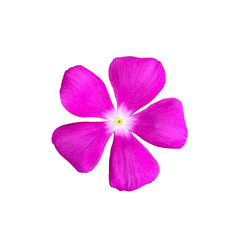 pink flower isolated on white background