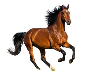 Majestic Horse Running Through Meadow Isolated on Transparent Background