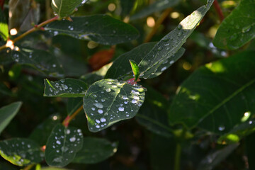 Close-up of vibrant green leaves with water droplets glistening in sunlight
