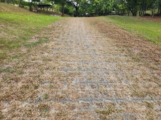 Stone Pathway in a Green Park Surrounded by Grass and Trees
