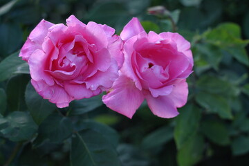 花の女王