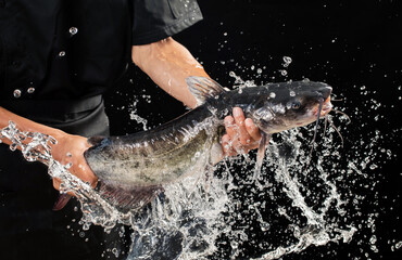 Catfish caught in the hands of the chef, black background and high speed photography