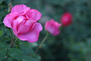 花の女王