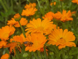 orange flowers in the garden